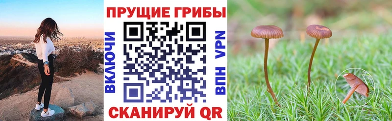 Купить  Елабуга  Галлюциногенные грибы прущие грибы 